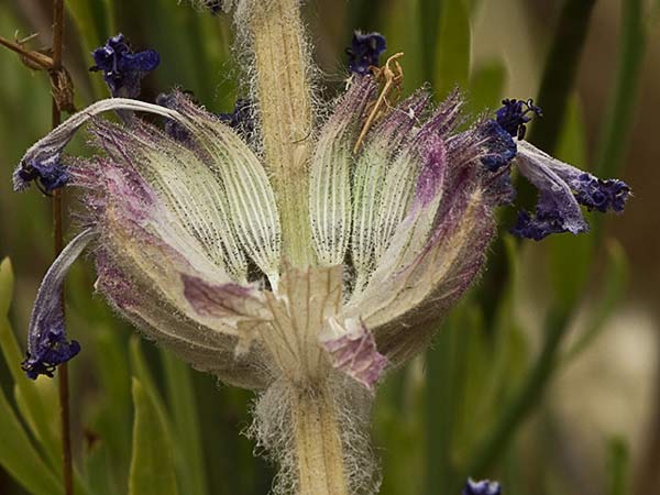 Menta basta (Nepeta tuberosa)