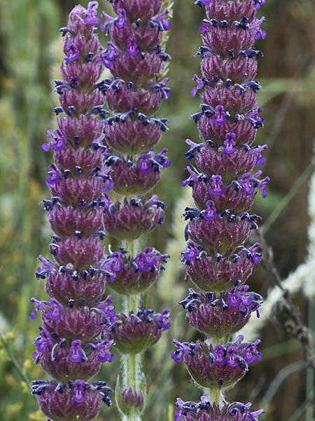 Menta basta (Nepeta tuberosa)