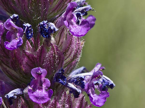 Menta basta (Nepeta tuberosa)