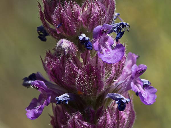 Menta basta (Nepeta tuberosa)