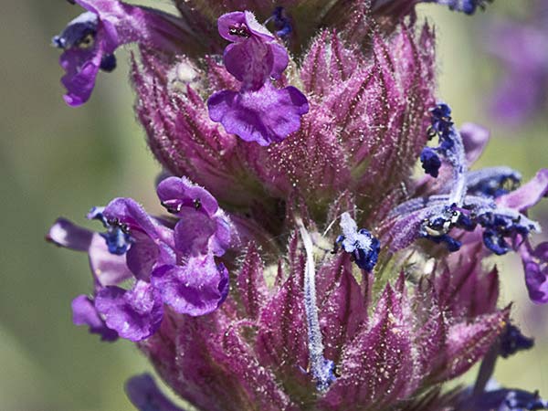 Menta basta (Nepeta tuberosa)