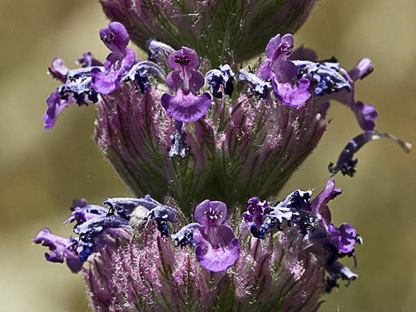 Menta basta (Nepeta tuberosa)
