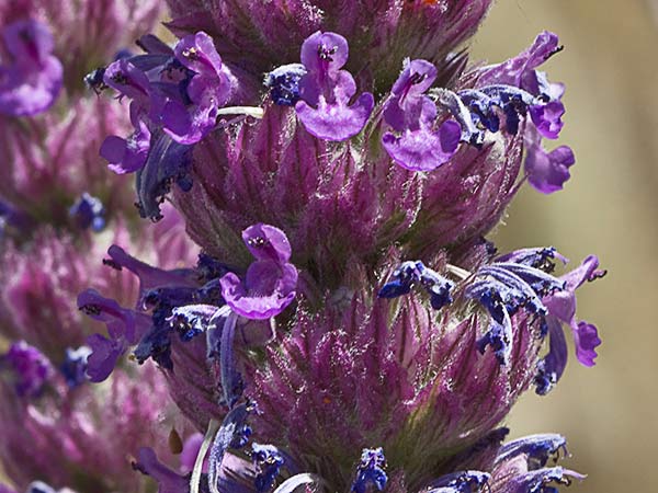 Menta basta (Nepeta tuberosa)