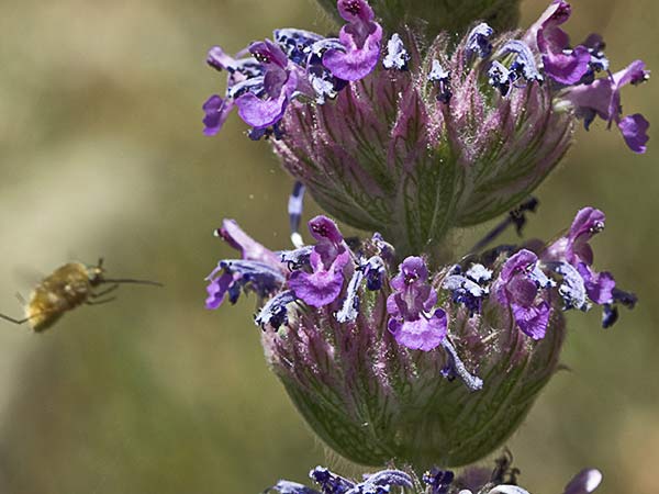 Menta basta (Nepeta tuberosa)