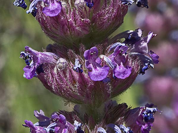 Menta basta (Nepeta tuberosa)