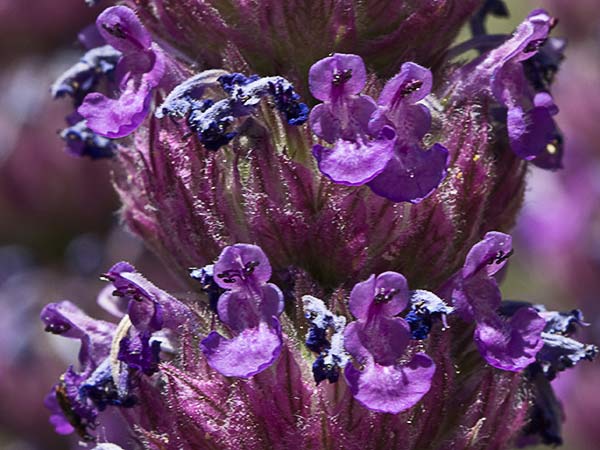 Menta basta (Nepeta tuberosa)