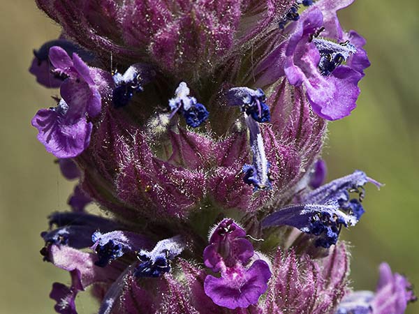 Menta basta (Nepeta tuberosa)