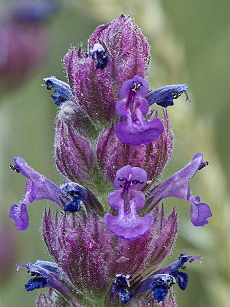 Menta basta (Nepeta tuberosa)