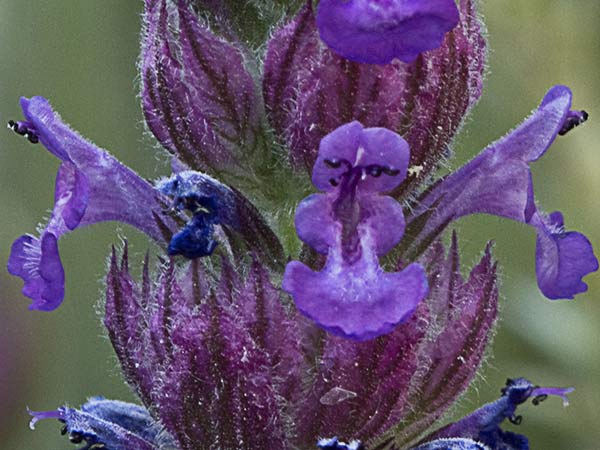 Menta basta (Nepeta tuberosa)
