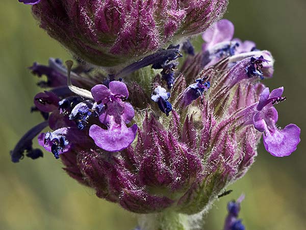 Menta basta (Nepeta tuberosa)