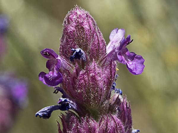 Menta basta (Nepeta tuberosa)