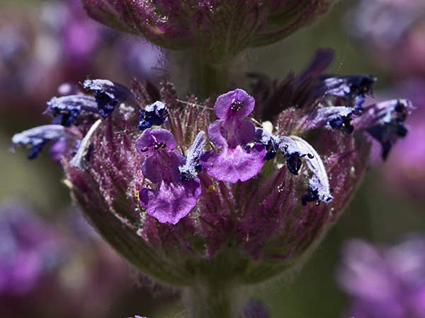 Menta basta (Nepeta tuberosa)