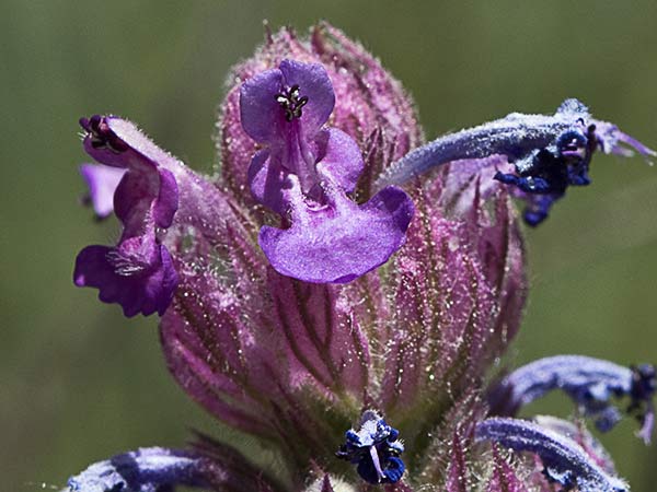 Menta basta (Nepeta tuberosa)