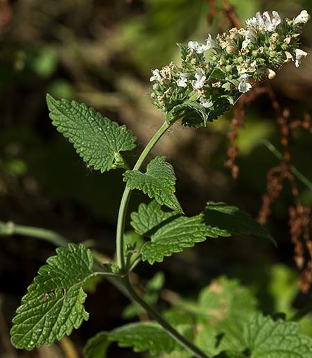 Mata de  Menta gatuna (Nepeta cataria)