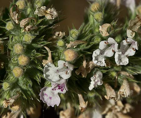 Inflorescencia de  Menta gatuna (Nepeta cataria)