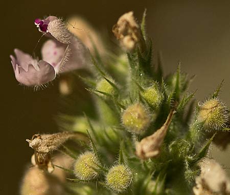 Inflorescencia  de  Menta gatuna (Nepeta cataria)
