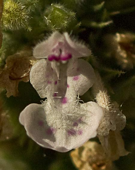Flor de la  Menta gatuna (Nepeta cataria)