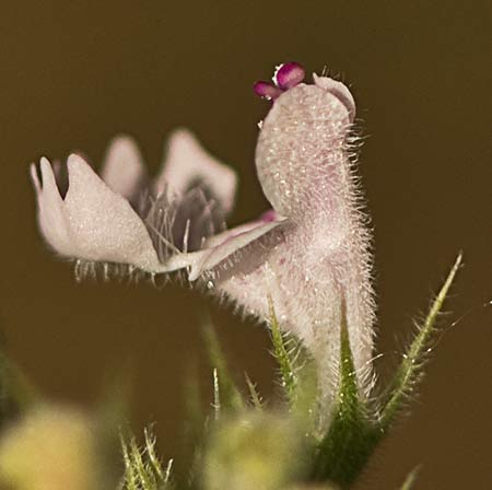 Flor de la  Menta gatuna (Nepeta cataria)