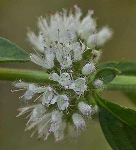 Inflorescencia de la menta poleo (Mentha pulegium)