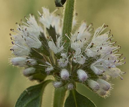 Inflorescencia de la menta poleo (Mentha pulegium)