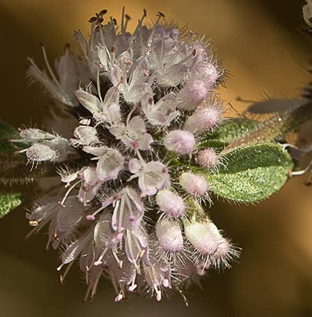 Flores de la menta poleo (Mentha pulegium)