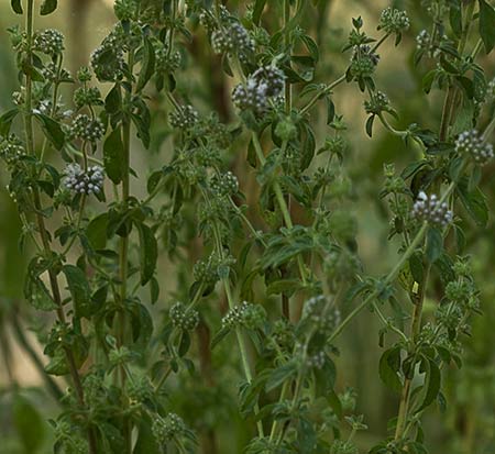 Mata de Menta poleo (Mentha pulegium)