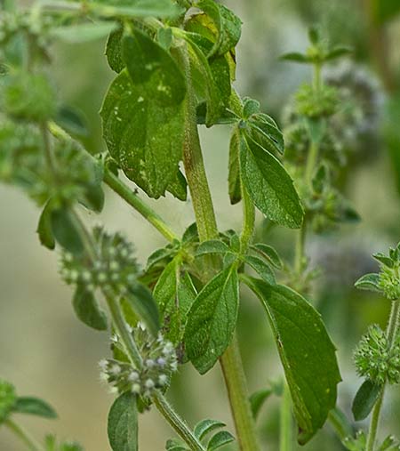 Mata de Menta poleo (Mentha pulegium)