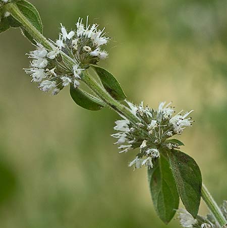 Mata de Menta poleo (Mentha pulegium)