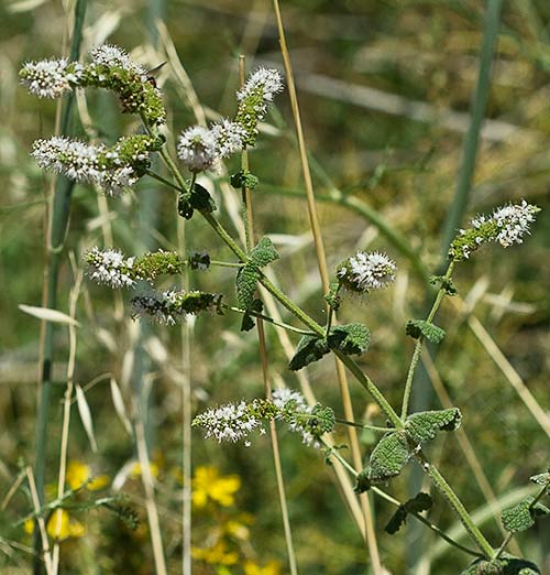 Mentastro (Mentha suaveolens)