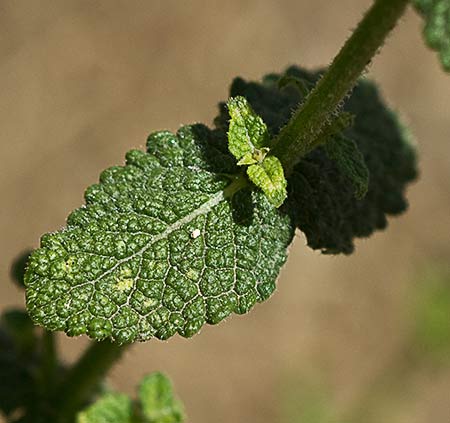 Hoja del Mentastro (Mentha suaveolens)