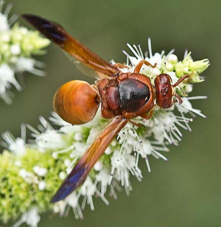 Mentha suaveolens