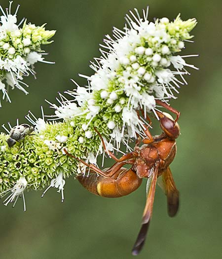 Mentha suaveolens