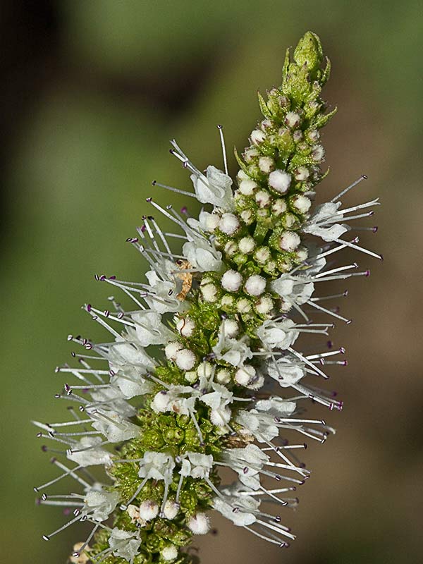 Mentha suaveolens