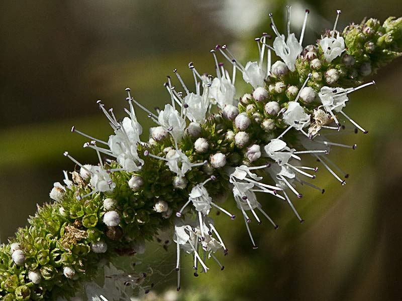 Inflorescencia del Mentastro (Mentha suaveolens)