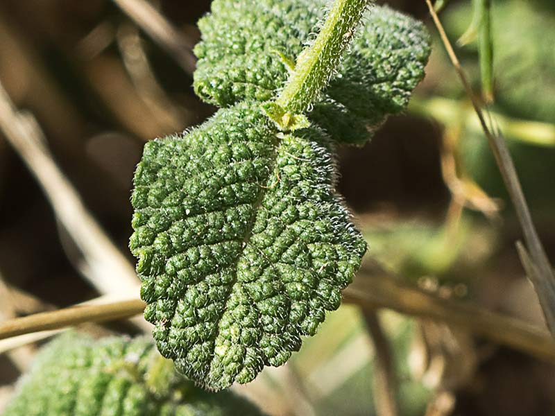Hoja del Mentastro (Mentha suaveolens)