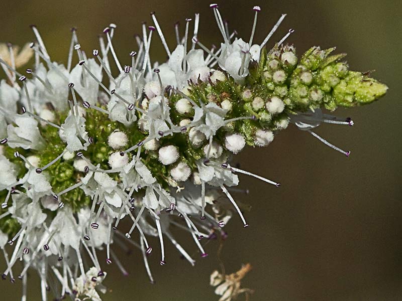Inflorescencia del Mentastro (Mentha suaveolens)