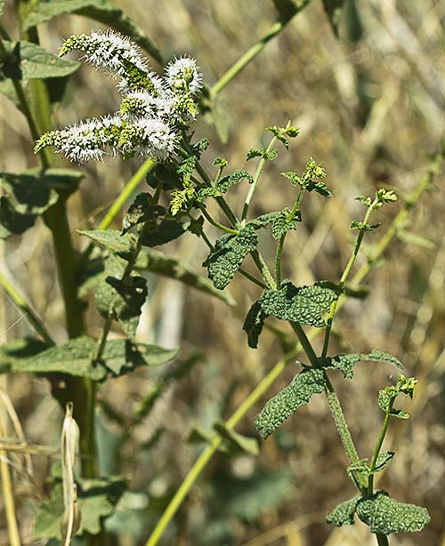 Flor de mentastro (Mentha suaveolens)