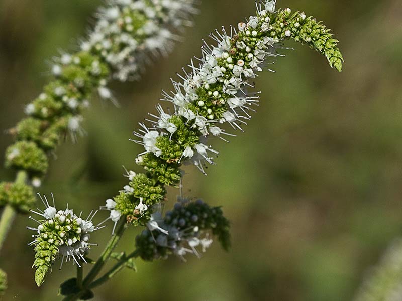 Mata de Mentastro (Mentha suaveolens)