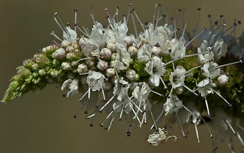 Espiga floral del Mentastro (Mentha suaveolens) 