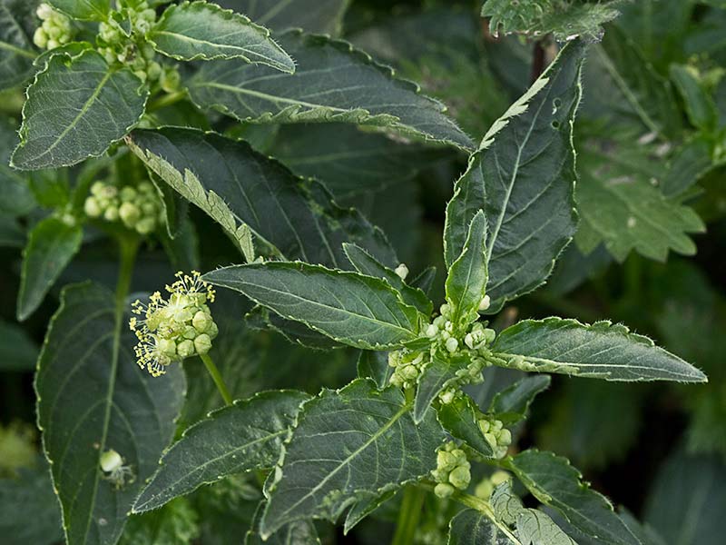 Mercurial (Mercurialis annua)