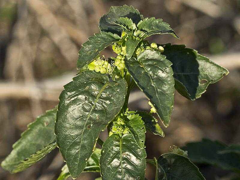 Mercurial (Mercurialis annua)