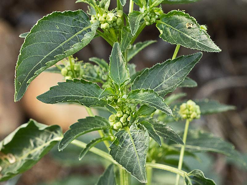 Mercurial (Mercurialis annua)