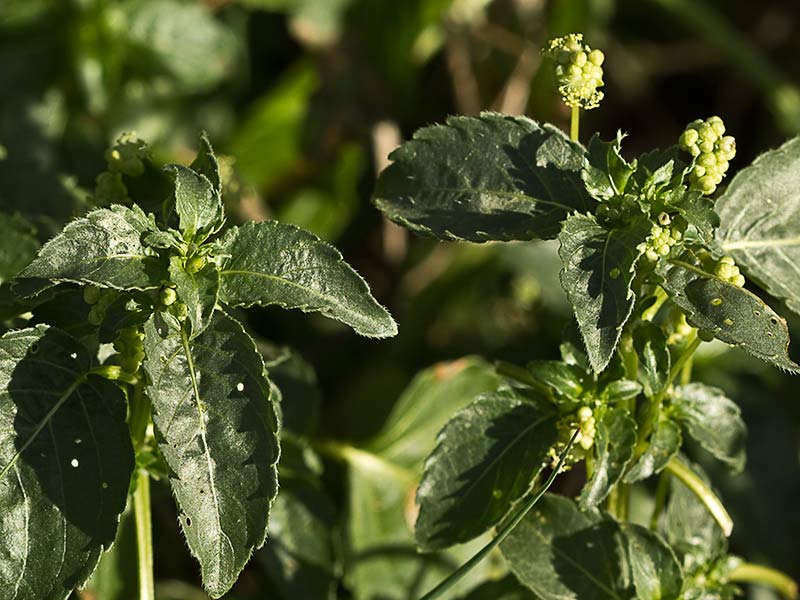Mercurial (Mercurialis annua)