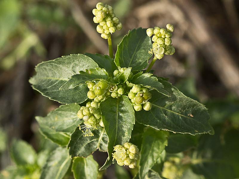 Mercurial (Mercurialis annua)