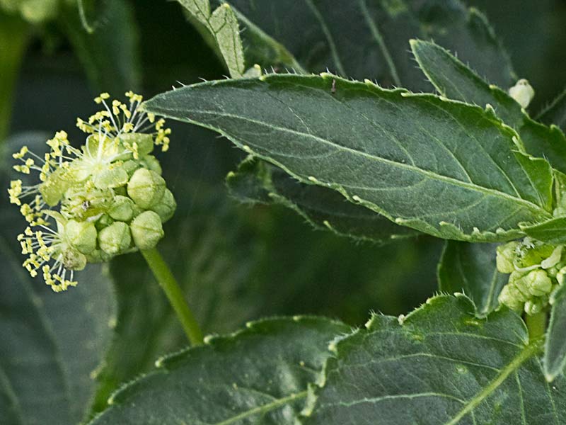 Mercurial (Mercurialis annua)