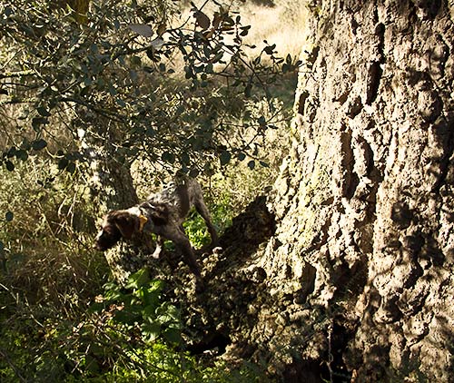 Tronco del mesto de Valdecelá (Malpica de Tajo)
