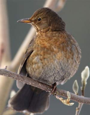 Mirlo hembra (mirla)