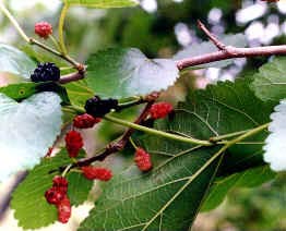 Moras