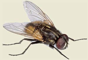Mosca