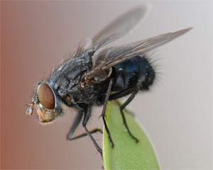 Mosca común